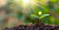 Valmet celebrates Global Volunteer Month with local sustainability initiatives across North America